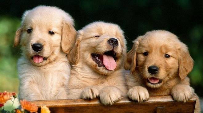 cani-583268.660×368